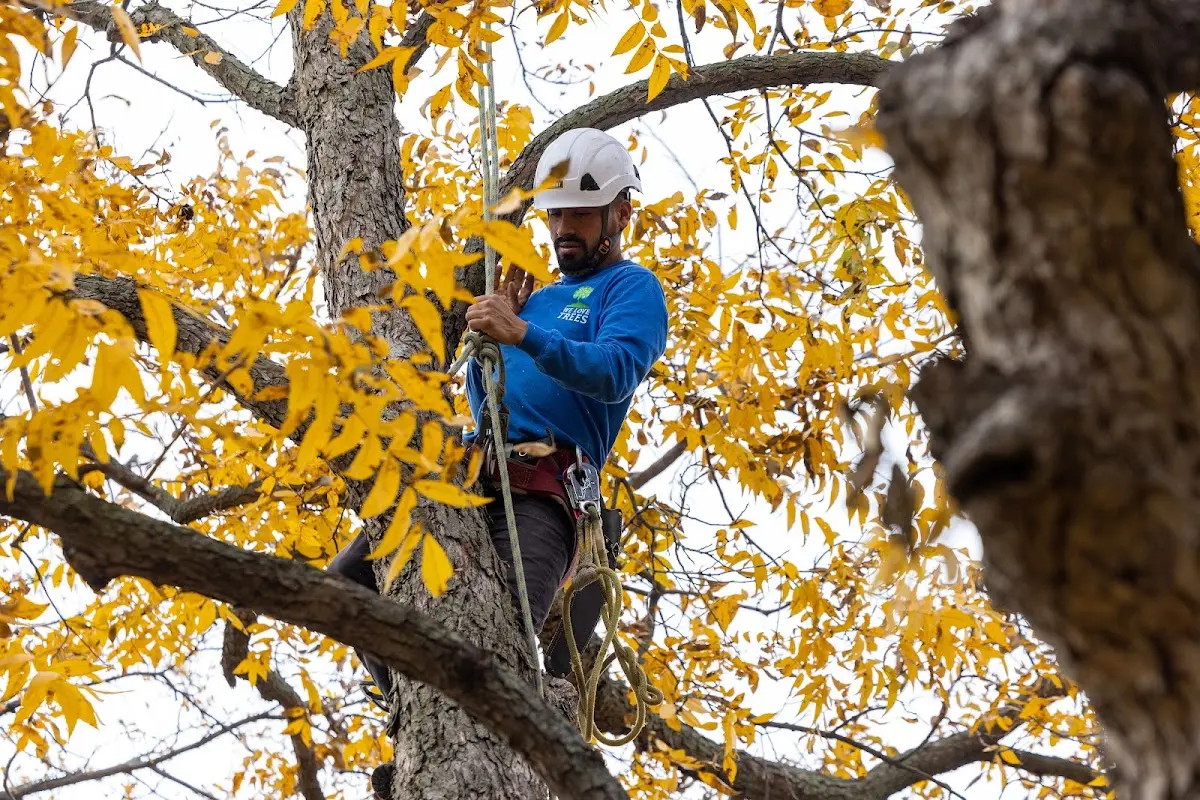 Skilled Tree Transplanting crew working in Adams